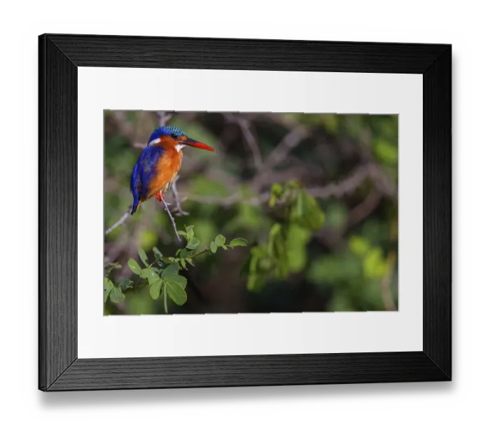 Framed Print : Crested Kingfisher, Corythohrnis cristatus