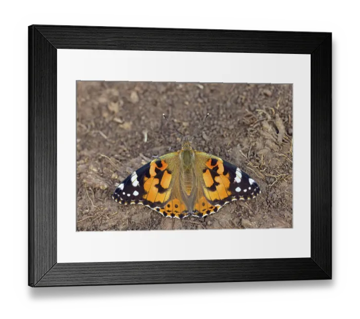 Framed Print : Thistle butterfly, (Vanessa cardui)