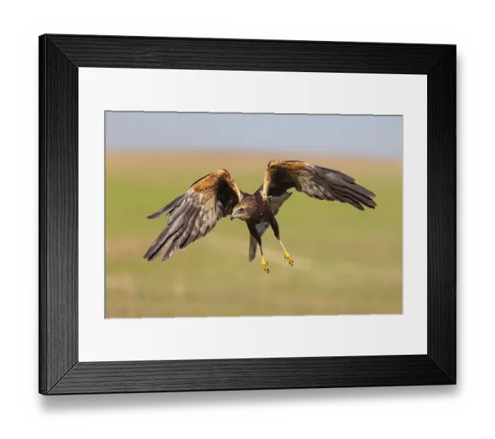 Framed Print : Western marsh-harrier (Circus aeruginosus)