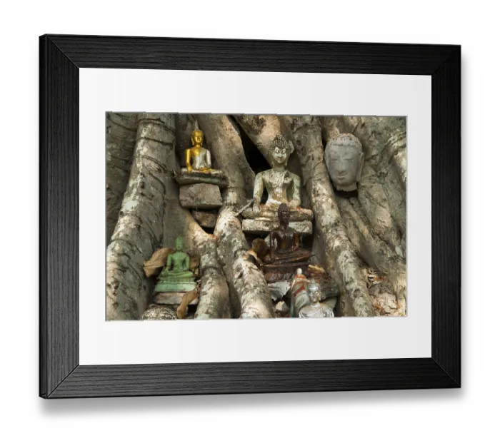 Framed Print : Tree with Buddha statues, Wat Sri Sawai temple Framed Print : Tree with Buddha statues, Wat Sri Sawai temple