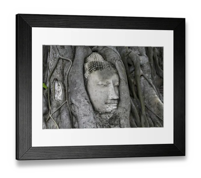 Framed Print : Sandstone Buddha head at the foot of a Bodhi tree in Wat Mahathat