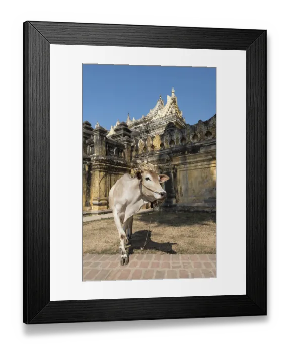 Framed Print : Cow outside Maha Aungmye Bonzan or Mahar Aung Mye Bon San