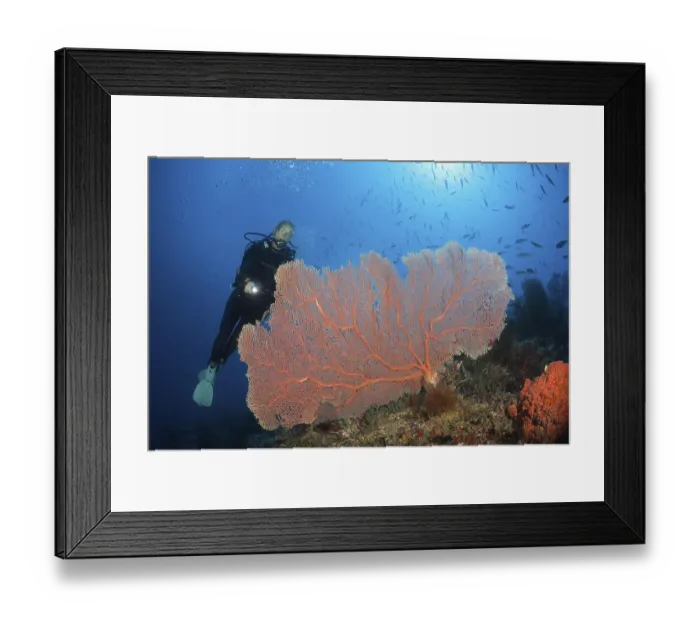 Framed Print : Scuba Diver over Coral Reef, New Ireland
