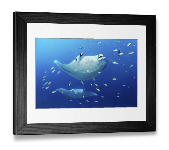 Framed Print : Two reef manta rays (Mobula alfredi) stingrays or whiptail rays (Dasyatidae)