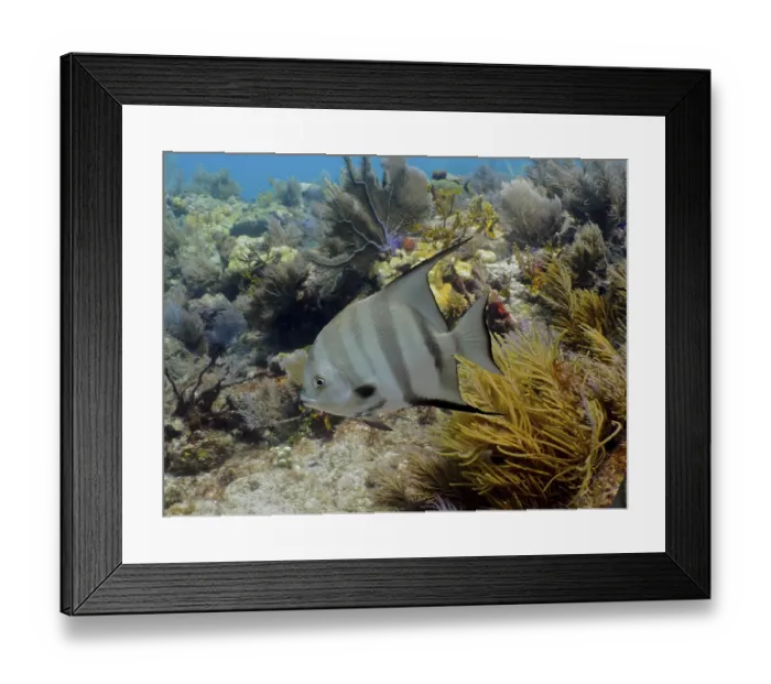 Framed Print : Atlantic spadefish (Chaetodipterus faber) in a typical Caribbean reef landscape