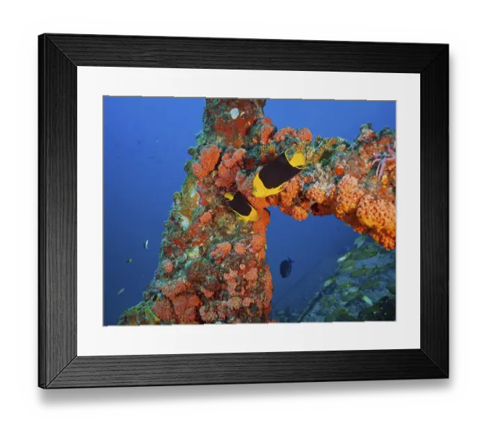 Framed Print : Bright orange corals, orange cup coral (Tubastraea coccinea)