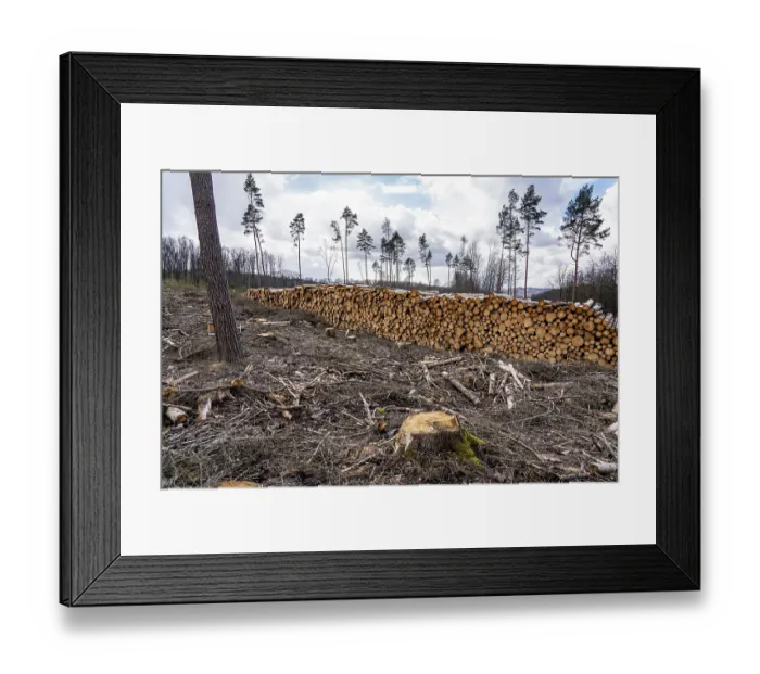 Framed Print : Cleared forest in the Arnsberg Forest near Warstein-Sichtigvor