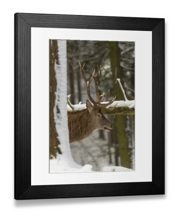 Framed Print : One Red Deer stag standing in a snow covered dense forest in winter Framed Print : One Red Deer stag standing in a snow covered dense forest in winter