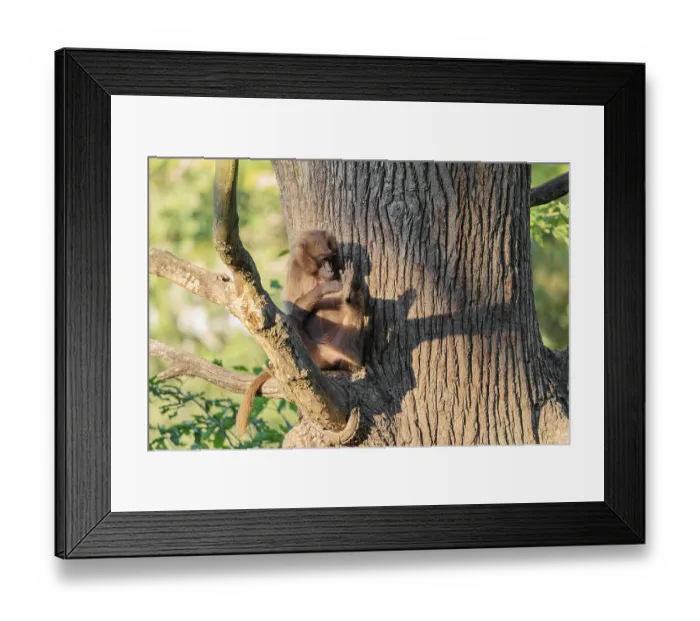 Framed Print : A young gelada (Theropithecus gelada) sits high in a tree in a forked branch and preens itself
