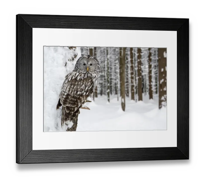 Framed Print : Ural owl (Strix uralensis) perches in tree in forest in snow in winter