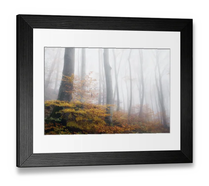 Framed Print : Beech forest (Fagus sylvatica) in autumn in the fog Framed Print : Beech forest (Fagus sylvatica) in autumn in the fog