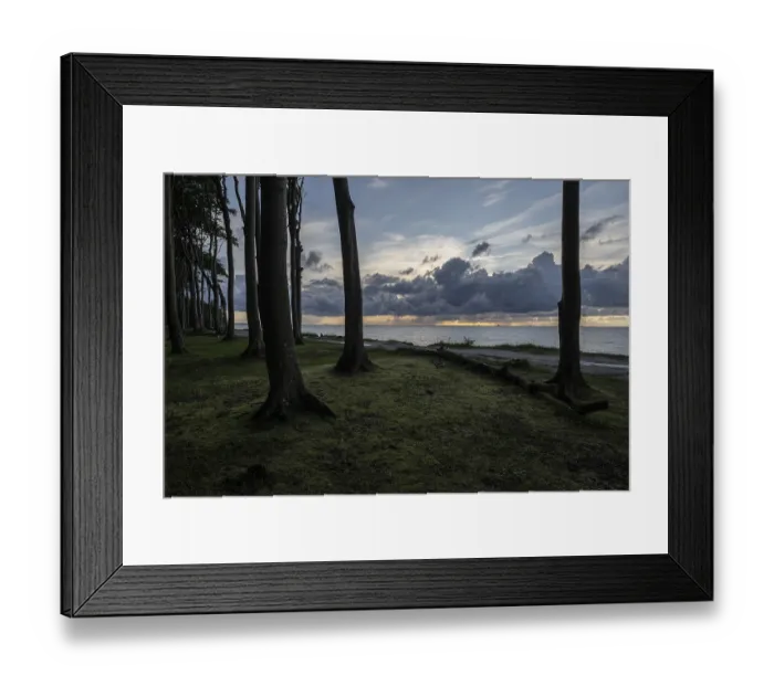 Framed Print : Beech forest (Fagus sylvatica)