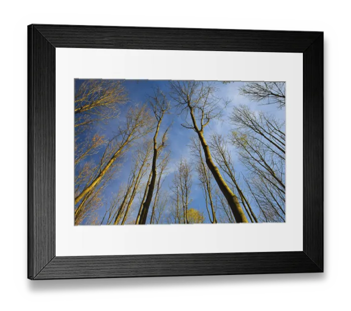 Framed Print : Sky view through the trees of a forest in autumn Framed Print : Sky view through the trees of a forest in autumn