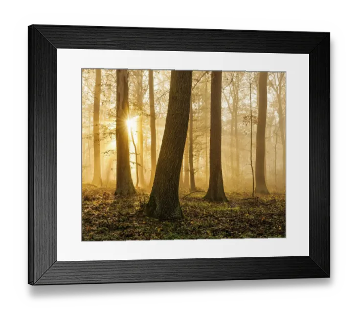 Framed Print : Sun shines through natural deciduous forest of oaks and beeches in autumn