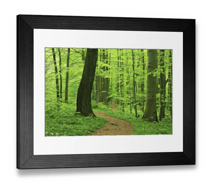 Framed Print : Hiking trail winds through near-natural beech forest in spring