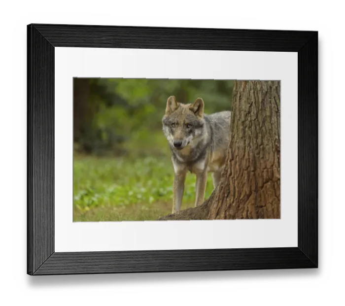 Framed Print : Wolf (Canis lupus), wolf peeking from behind a tree in a dense forest with lush greenery