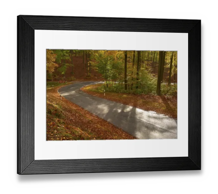 Framed Print : Sun illuminates a winding road leading through an autumnal forest with colourful foliage and tall trees