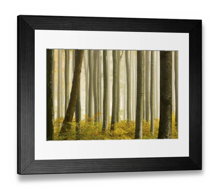 Framed Print : Autumnal Beech forest (Fagus) with fog