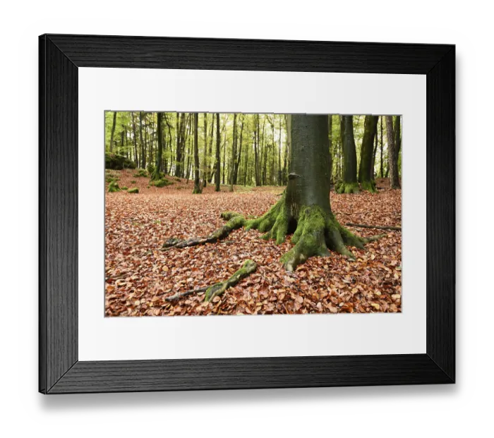 Framed Print : Landscape of a European beech or common beech (Fagus sylvatica) forest in autumn