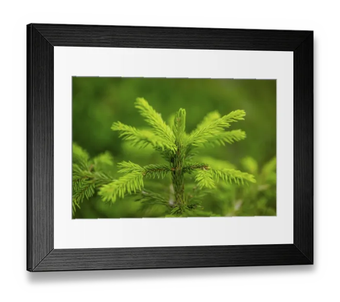 Framed Print : Norway spruce (Picea abies) tree growing in a forest