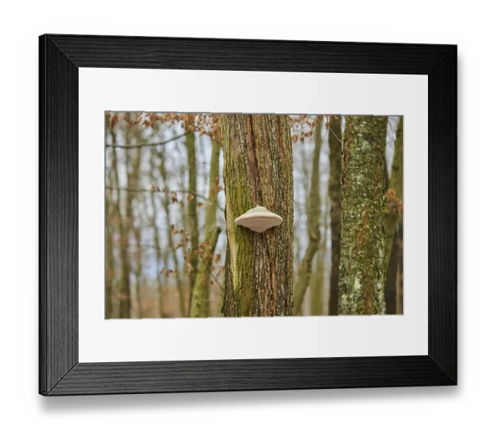 Framed Print : Tinder fungus (Fomes fomentarius) growing an a tree trunk Framed Print : Tinder fungus (Fomes fomentarius) growing an a tree trunk