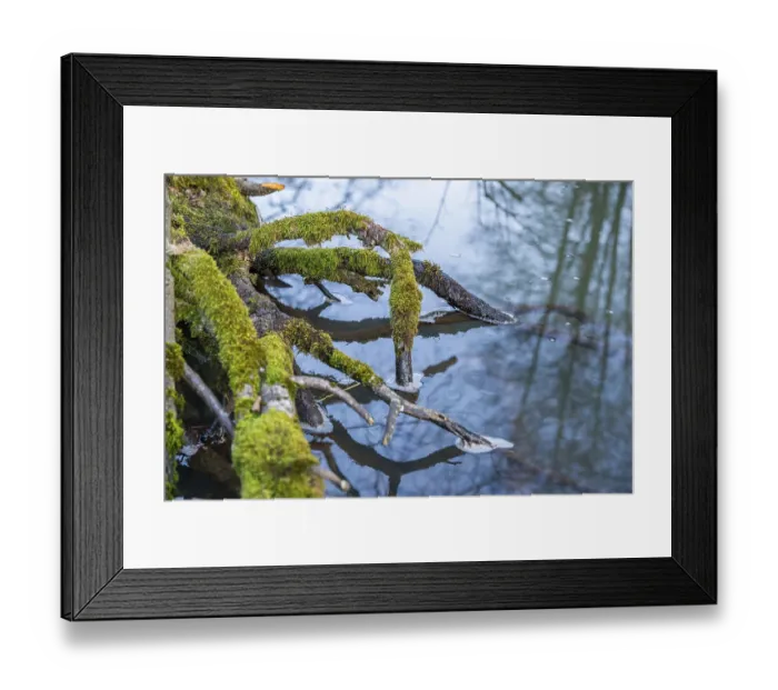 Framed Print : Winterladscape of a swamp with water and trees Framed Print : Winterladscape of a swamp with water and trees