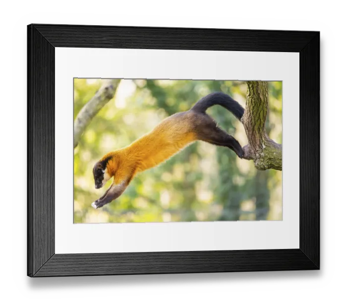 Framed Print : Yellow-throated marten (Martes flavigula) jumping on a tree in a forest