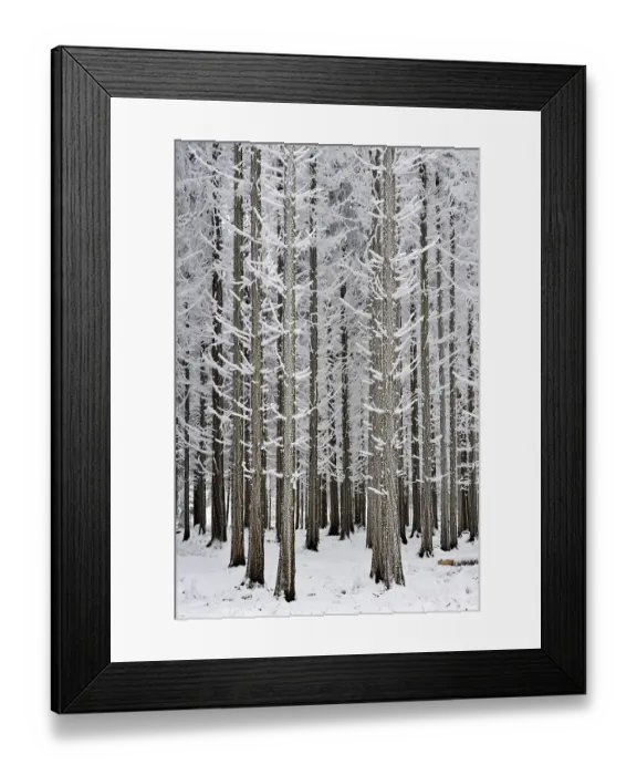 Framed Print : Coniferous forest covered with frost Framed Print : Coniferous forest covered with frost