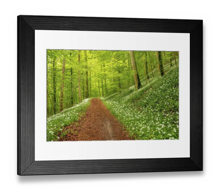 Framed Print : Hiking trail through Common beeches forest (Fagus sylvatica)