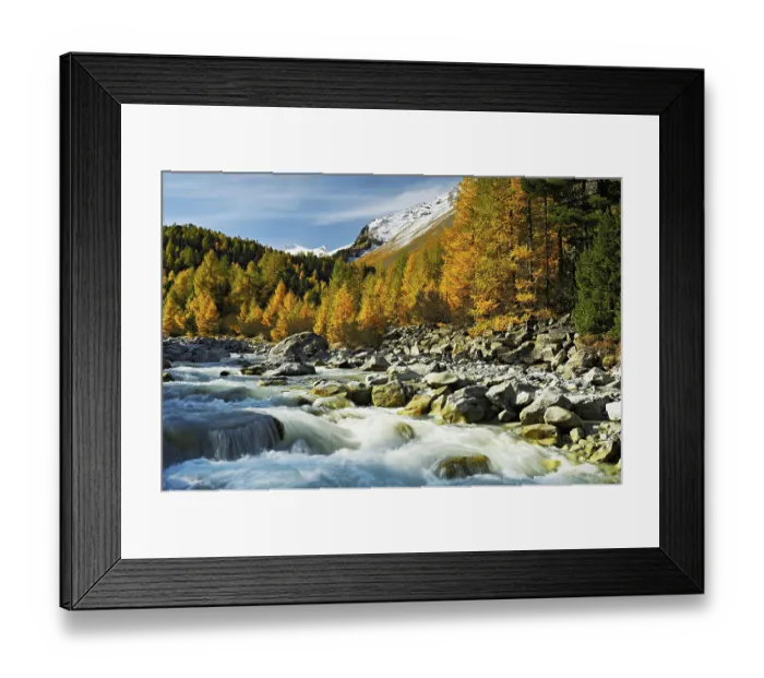 Framed Print : Autumn coloured larch forest (Larix) Framed Print : Autumn coloured larch forest (Larix)