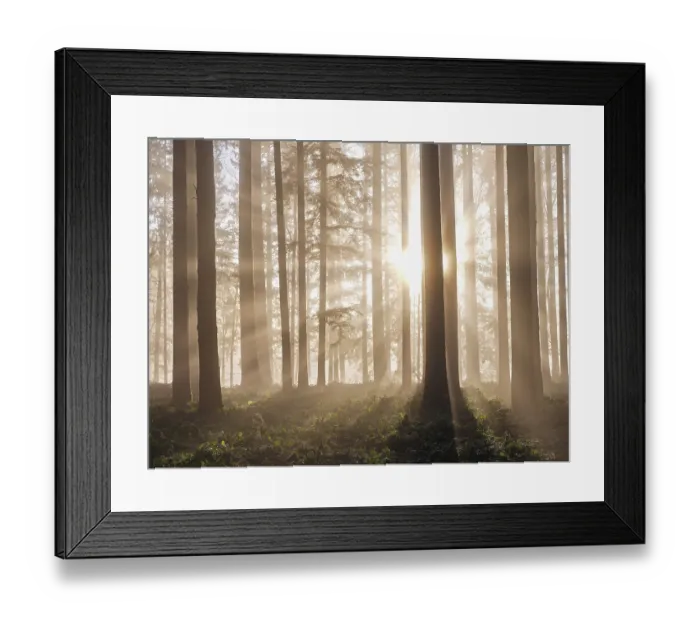Framed Print : Coniferous forest in the fog in the light of the setting sun Framed Print : Coniferous forest in the fog in the light of the setting sun