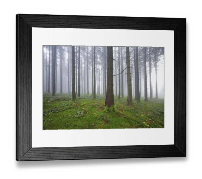 Framed Print : Coniferous forest in fog with moss-covered ground