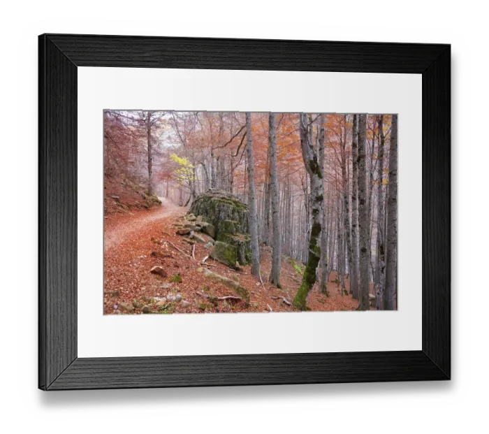 Framed Print : Autumn beech fall forest in Pyrenees Valle de Ordesa Huesca Spain