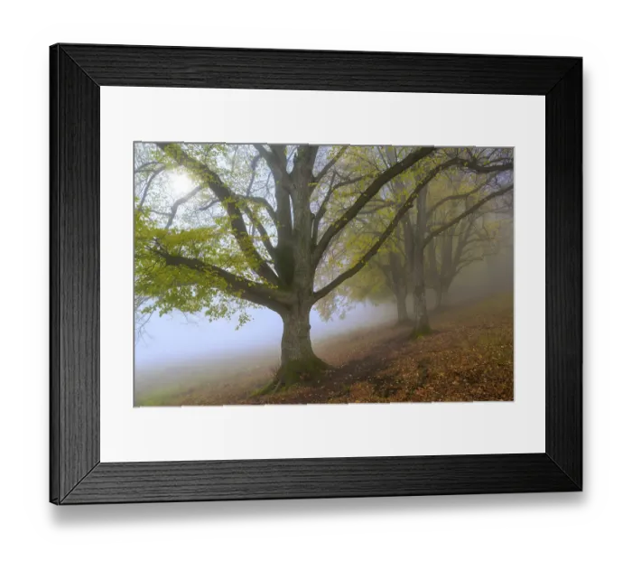 Framed Print : Large-leaved lindens (Tilia platyphyllos)