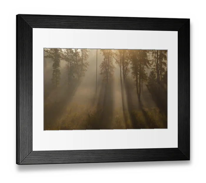 Framed Print : Sunrise with morning fog in the deciduous forest