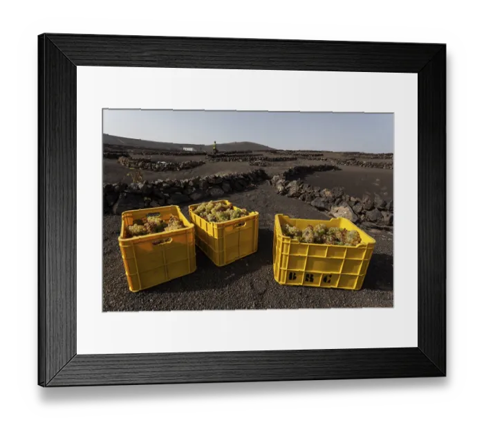 Framed Print : Typical vineyards in dry cultivation in volcanic ash