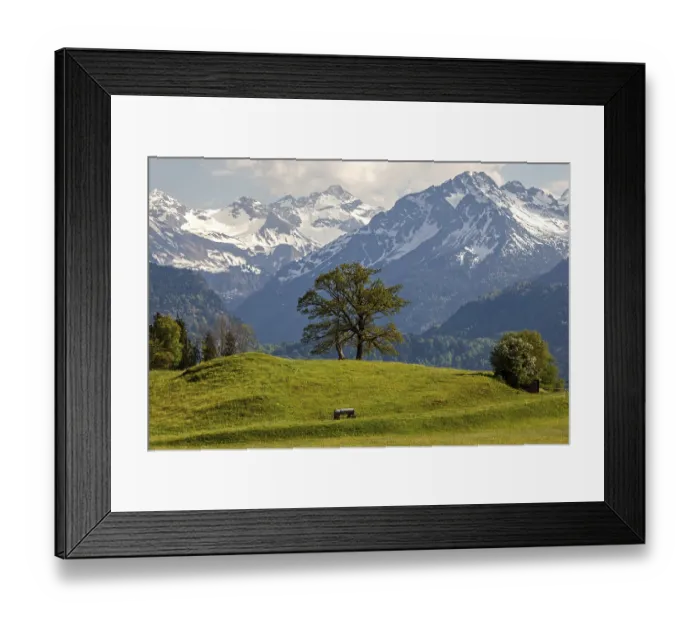 Framed Print : Group of trees in spring, snow-covered mountains of the Allgaeu Alps in the background