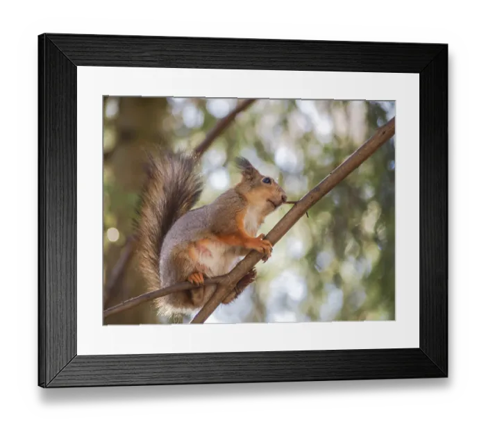 Framed Print : Squirrel sitting curiously on a branch up in a tree in a forest