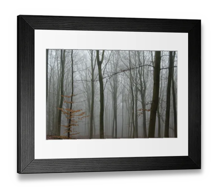Framed Print : Fog in a beech forest in winter without snow and leaves