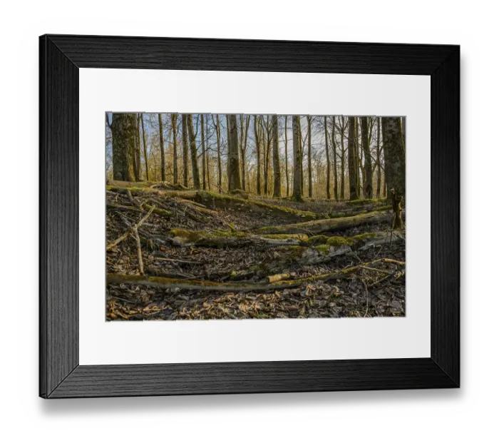 Framed Print : Autumnal forest floor with moss and fallen tree trunks