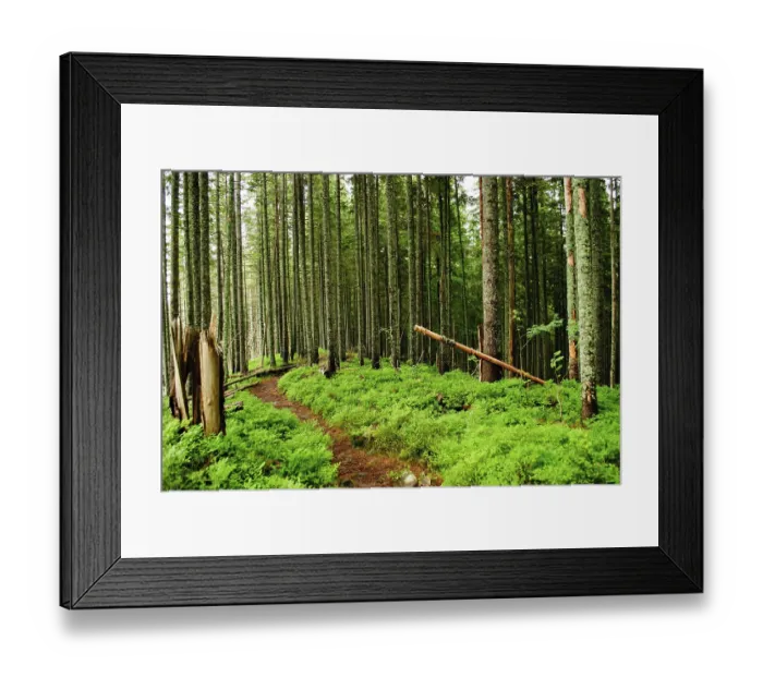 Framed Print : Forest with fallen trees and green plants