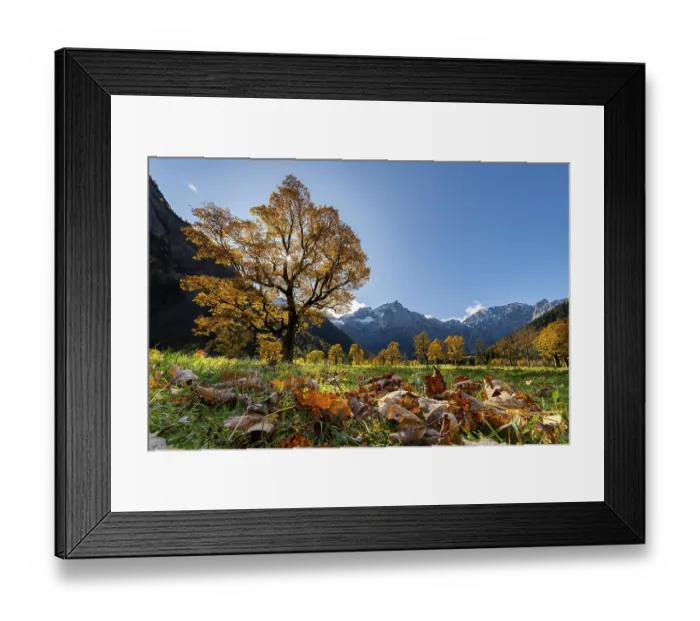 Framed Print : Autumnal Maple (Acer) in backlight with mountains in the background