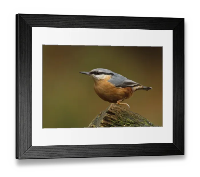 Framed Print : Eurasian Nuthatch (Sitta europaea) Framed Print : Eurasian Nuthatch (Sitta europaea)