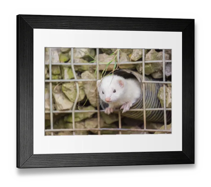 Framed Print : A female ferret (Mustela putorius furo) looks out of a tube