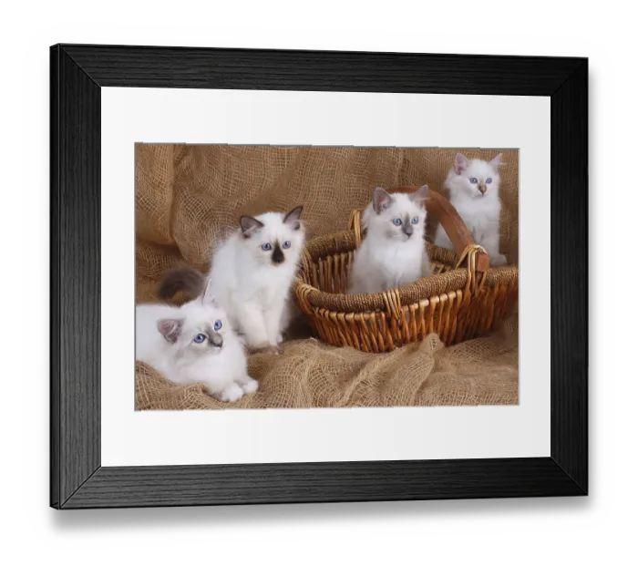 Framed Print : SACRED CAT OF BIRMA, SACRED CAT OF BIRMA Framed Print : SACRED CAT OF BIRMA, SACRED CAT OF BIRMA