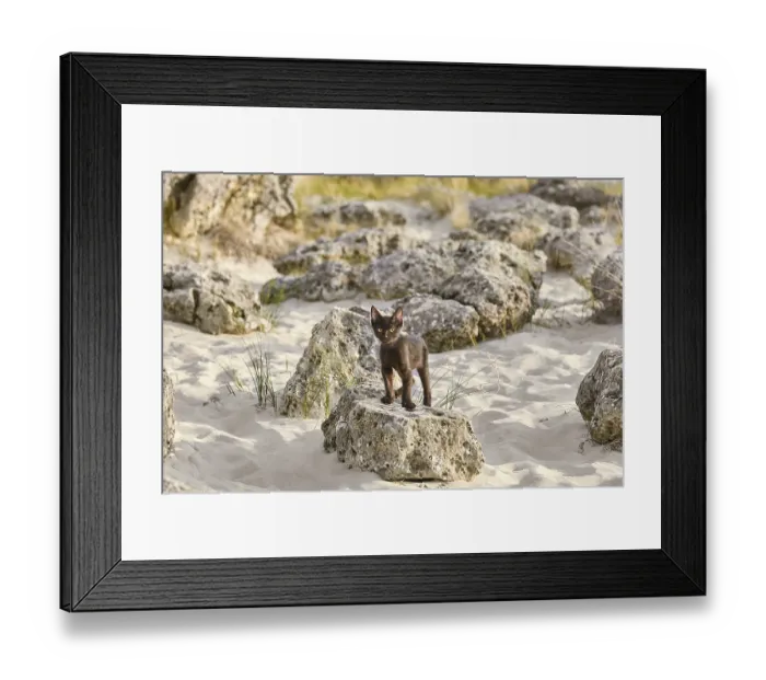 Framed Print : Little Black Kitten on the Stone in Desert Varna
