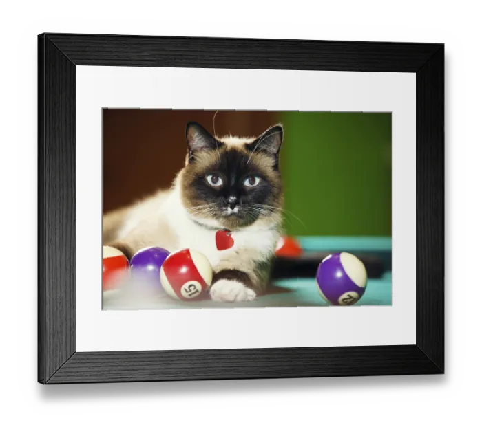 Framed Print : Siamese cat laying on the pool table
