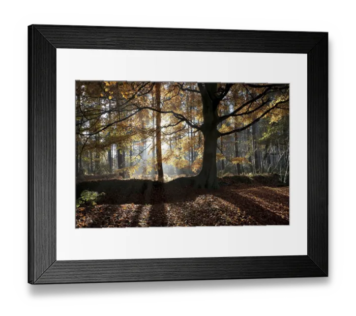 Framed Print : Common Beech (Fagus sylvatica) habit Framed Print : Common Beech (Fagus sylvatica) habit