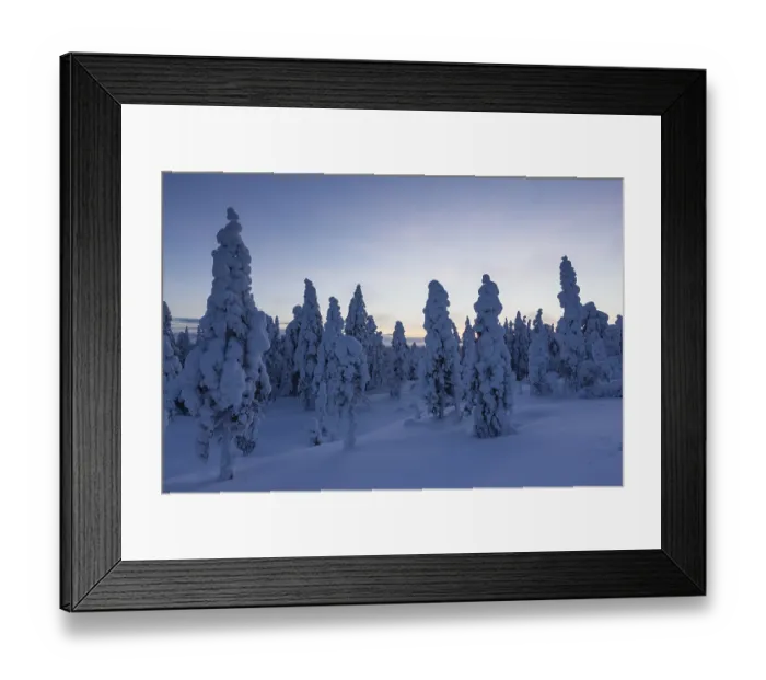 Framed Print : Finnish winter forest at dusk, near Rovaniemi