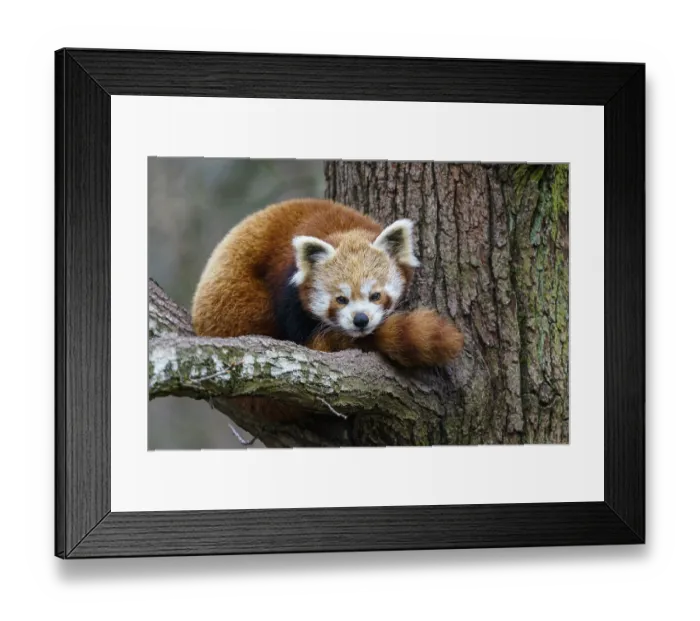 Framed Print : Red panda (Ailurus fulgens) on the tree
